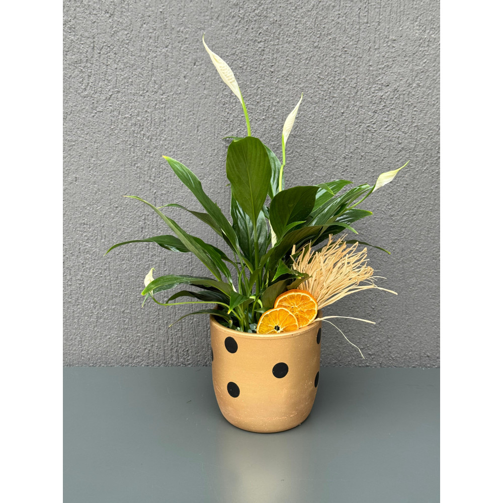 PUANTİYELİ VAZODA SPATİFİLYUM ÇİÇEĞİ